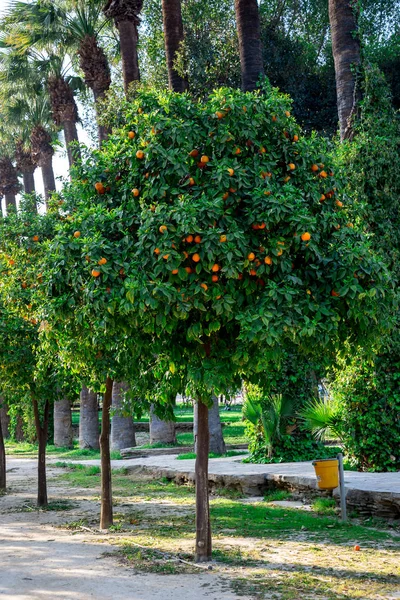 Aranci in un vicolo del parco a Nicosia — Foto Stock