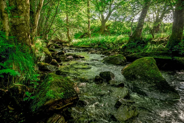 A small flowing river and sun rays in the forest near Loch Tay lake — Stock Photo, Image