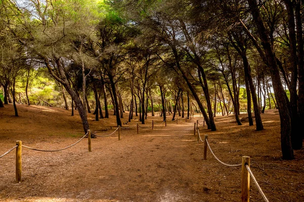 Un sendero cercado de cuerda con árboles inclinados a través de una pequeña reserva natural desde Can Picafort hasta Alcudia, Mallorca — Foto de Stock