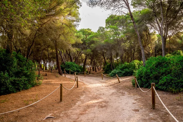 Un sendero cercado con cuerda a través de una pequeña reserva natural desde Can Picafort hasta Alcudia, Mallorca — Foto de Stock