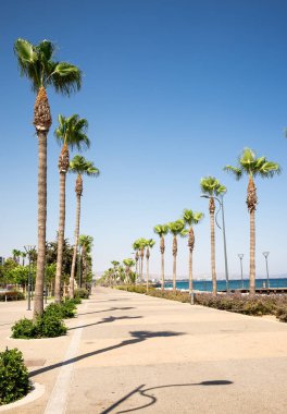 Uzun palmiye ağaçları alan gezinti yolu üzerinde şehirde Limassol, Kıbrıs