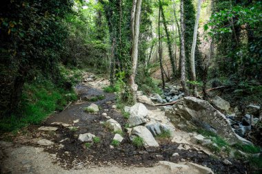Doğa yürüyüşü trek orman yoluyla Caledonia Platres şehrin düşüyor