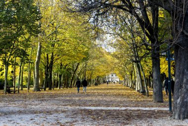 A beautiful alley with yellow trees in Luxembourg Palace gardens during autumn season, Paris, France clipart