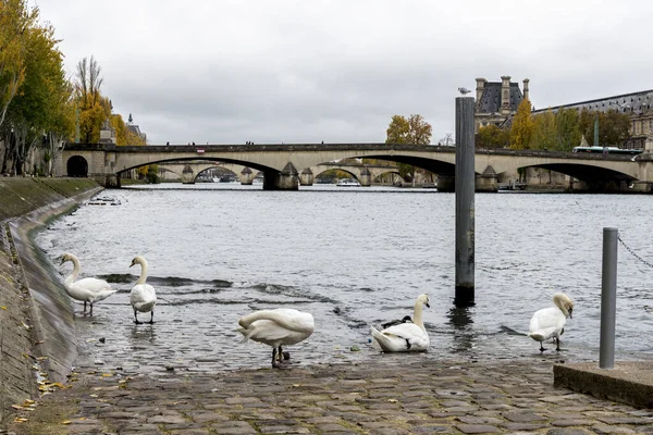 Cisnes Blancos Terraplén Del Río Sena Cerca Del Puente Pont —  Fotos de Stock