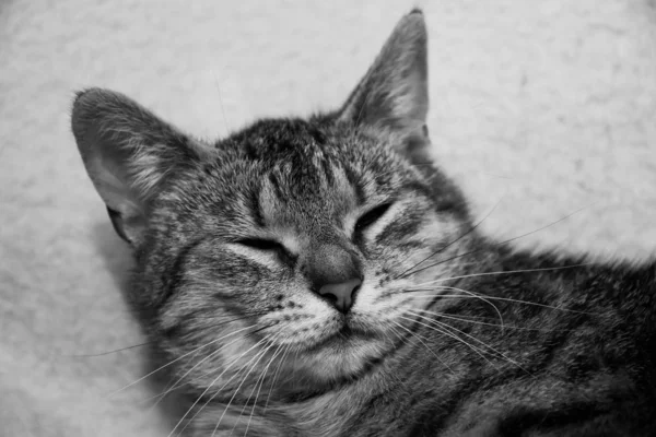 Şirin evcil kedi uyuyor.