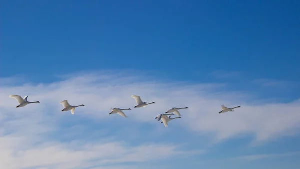 Bir grup Ardea alba kuşu Tuna Nehri üzerinde uçuyor.