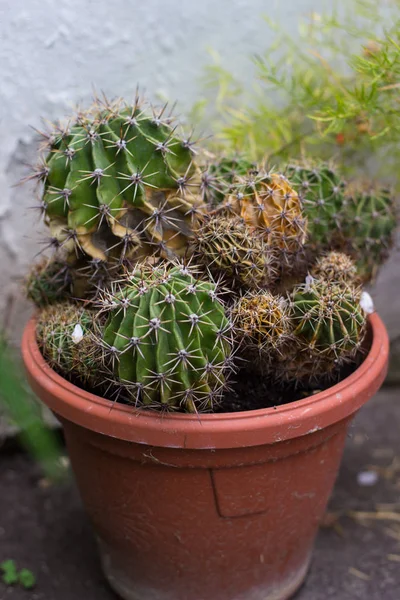 Saksının içinde güzel kaktüs