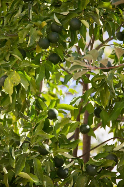 Yunanistan 'da yeşil portakallar