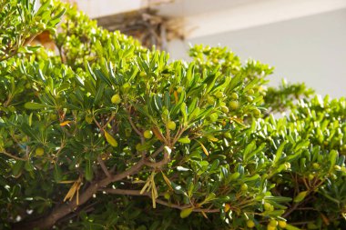 Yunanistan 'da yeşil zeytin ağacı