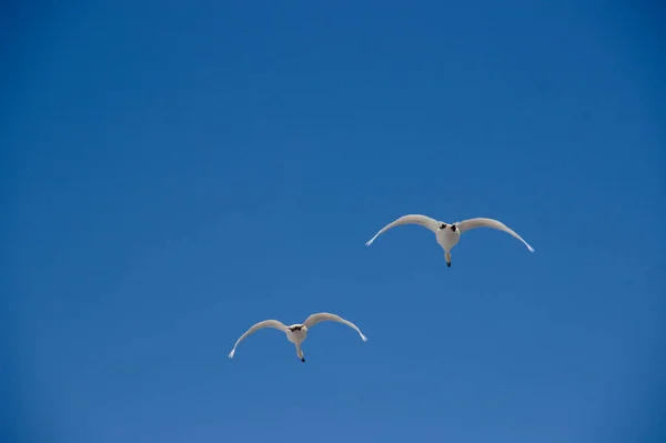 Bir çift kuş açık mavi gökyüzünde uçuyor