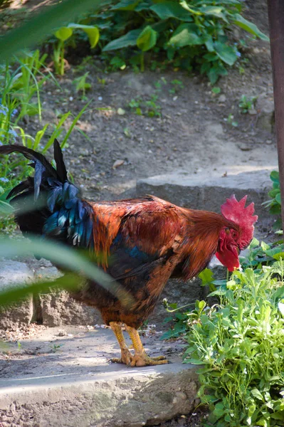 Rooster Zoek Naar Voedsel Tuin — Stockfoto