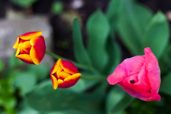 Güzel laleler açmayı bekliyor.