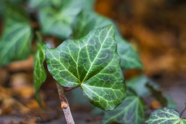 Hedera sarmaşığı (İngilizce: 