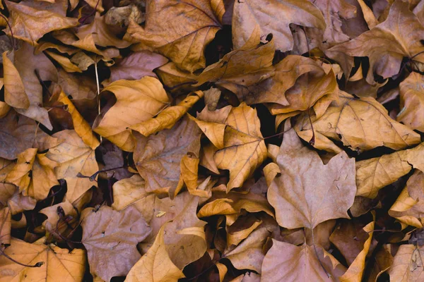 Sarı kuru aslar sonbaharda ormanda yapraklar bırakır