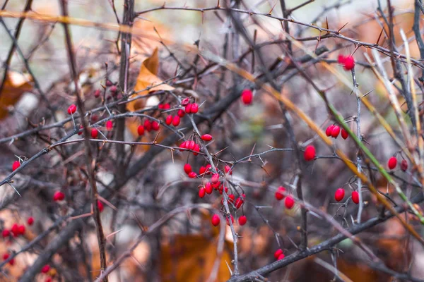 Berberis thunbergii, Japon böğürtlen, Thunberg böğürtlen, veya kırmızı böğürtlen,