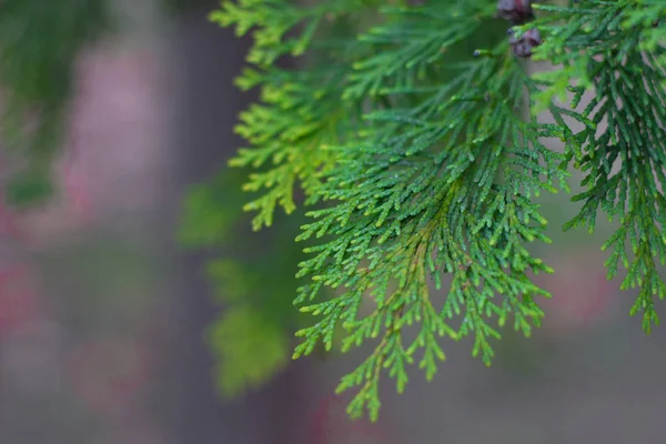 Cypress cedar coniferous tree in wood