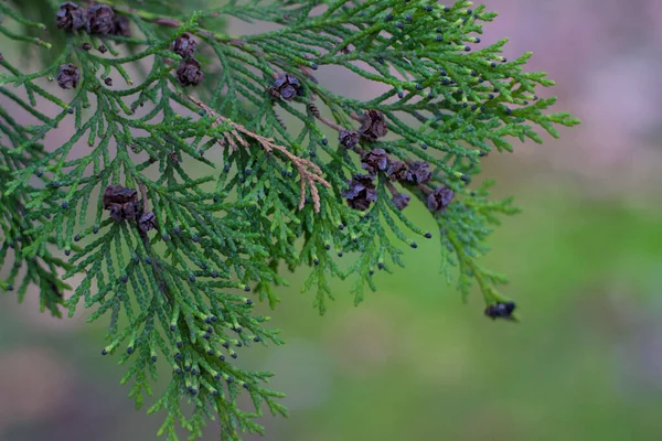 Kuru kahverengi meyveli selvi yaprakları ve dallar, uzun ömürlü ağaç