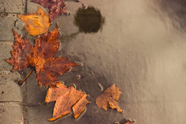 Mapple acer yaprakları sonbaharda ve yağmurlu günlerde ve yağmurlu hava koşullarında