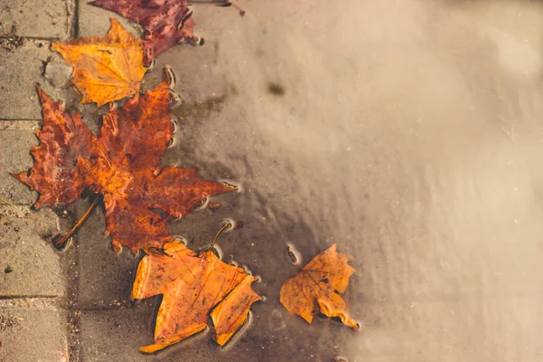 Mapple acer yaprakları sonbaharda ve yağmurlu günlerde ve yağmurlu hava koşullarında