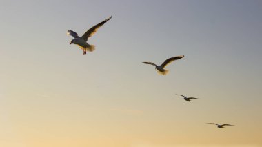 Gün batımında suyun üzerinde uçan martı sürüsü.