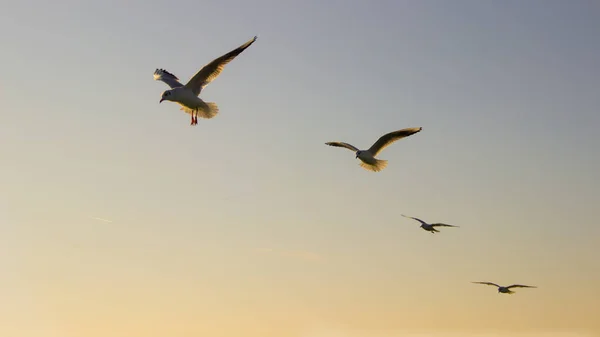 Gün batımında suyun üzerinde uçan martı sürüsü.