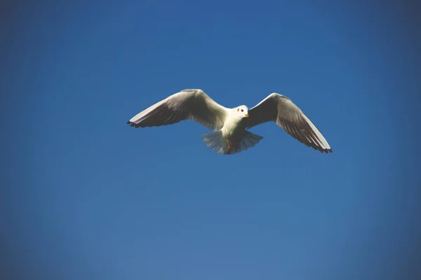 Kanat çırpan martılar suyun üzerinde uçar.