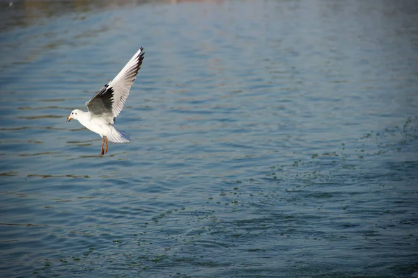 Yaygın martı balığı yakalar, Palic Gölü