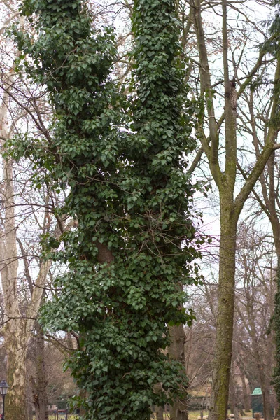 Hedera sarmaşık, İngiliz sarmaşığı, Avrupa sarmaşığı, veya sadece sarmaşık, Araliaceae familyasındaki çiçek açan bitki türü, bir çeşit tepe örtüsü olarak bitkiye tırmanıyor.