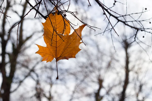 Foglia Acer Giallo Cadente Autunno Immagine Stock