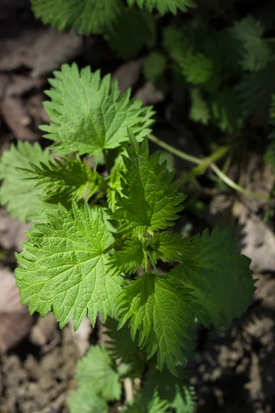 Urtica Dioica Common Nettle Stinging Nettle Stinger Cause Contact Dermatitis — Stock Photo, Image