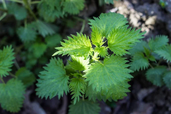 Urtica dioica L - yaygın ısırgan otu, ısırgan otu ya da iğnesi, temas dermatit neden olur.