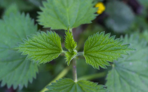 Yaklaş ve ısırgan otu yeşil yapraklarının ayrıntıları