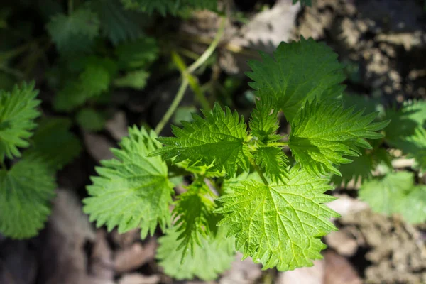 Isırgan otu, ısırgan otu, güneşte parlak