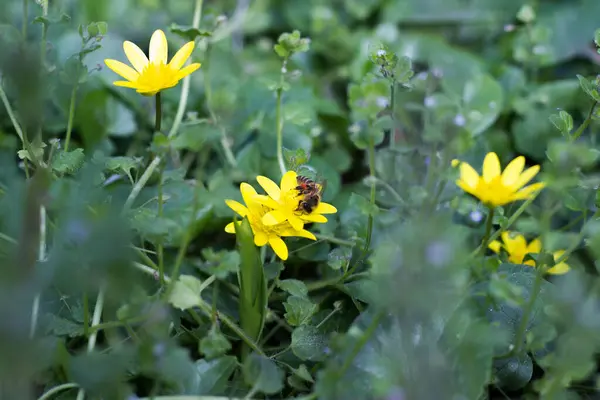Arı polen sepetinde polen topluyor ve ilkbaharda sarı çiçeklerde nektar Ranunculus ficaria ficaria verna