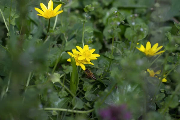 Abelha Coletando Pólen Cesta Pólen Néctar Primavera Flores Amarelas Ranunculus — Fotografia de Stock