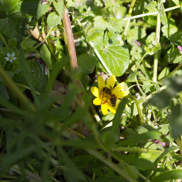 Arı polen sepetinde polen topluyor ve ilkbaharda sarı çiçeklerde nektar Ranunculus ficaria ficaria verna