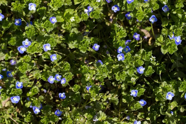 Speedwell Bird 's Eye Litlle, Veronica filiforis, Veronica familyasından bir bitki türü.
