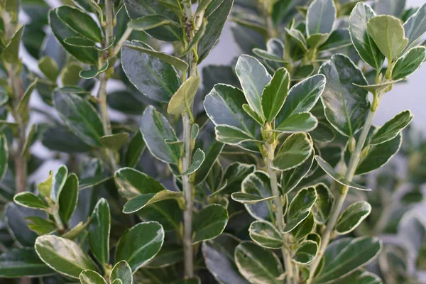 Beyaz çiçekli öonymus japonicus bitkisi ve açık yeşil yapraklar. Japon Milli, bahçe dekorasyonu olarak da bilinir.