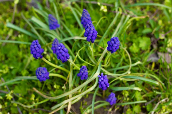 Güzel mor çiçekler Muscari botryoides, üzümlü sümbül.