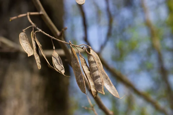 Robinia psödoacia meyvesi. Siyah çekirge ve sahte akasya olarak da bilinir. Kurumuş kabuklu tohum.