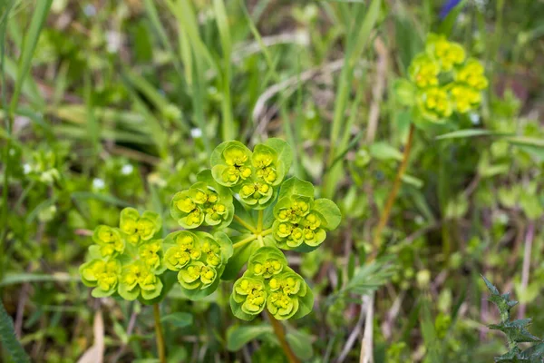 Euphorbia, Spurge, Mlecika, Wulfen Spurge, Milkweed, Euphorbia virgata, yaprak yaprağı, kurt sütü tozu, kurt sütü.