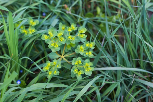 Euphorbia, Spurge, Mlecika, Wulfen Spurge, Euphorbia virgata, yapraklı spurge, kurt sütü, kurt sütü.