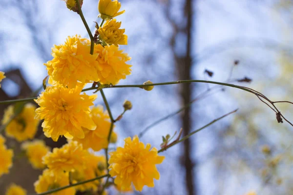 Bahçedeki sarı çiçekler. Kerria Japonica, Japon kadife çiçeği, Pleniflora, Yamabuki, Japon gülü.