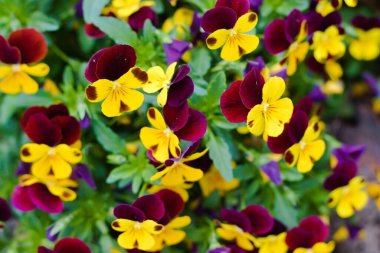 Viola üç renkli, güzel sarı çiçekler, kalp çarpıntısı, kalbimin zevki, gıdıkla fantezimi, Jack zıpla ve öp beni, gel ve sarıl bana, kapüşonlu üç yüz, aylaklık içinde aşk