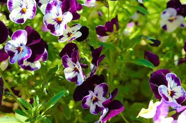 Viola üç renkli, güzel sarı çiçekler, kalp çarpıntısı, kalbimin zevki, gıdıkla fantezimi, Jack zıpla ve öp beni, gel ve sarıl bana, kapüşonlu üç yüz, aylaklık içinde aşk