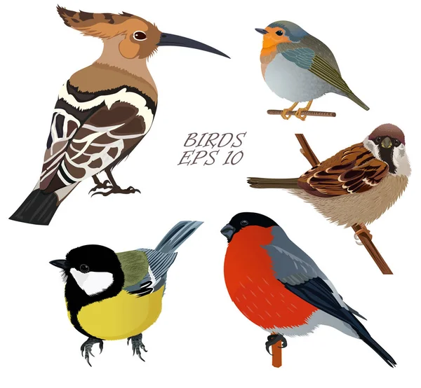 Set of isolated birds Stock Illustration