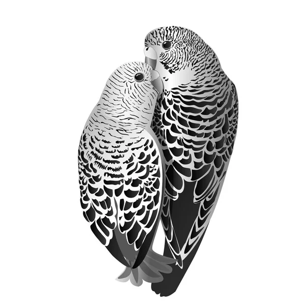 Par de papagaios bonitos no amor — Vetor de Stock