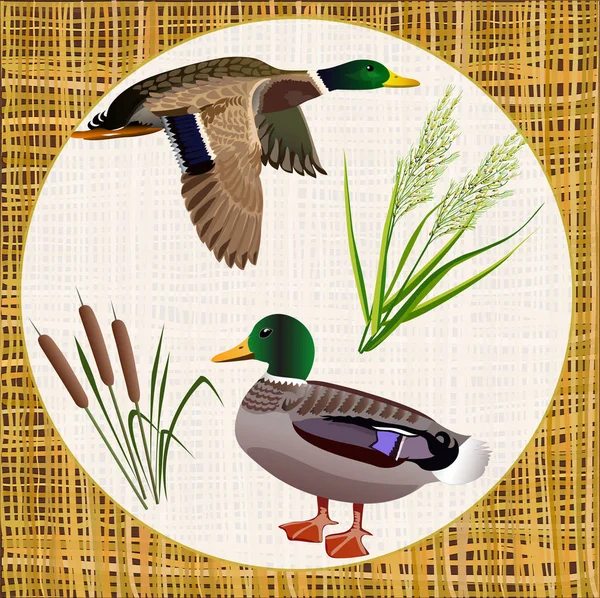 Pair ducks and marsh vegetation on background of mats — Stok Vektör