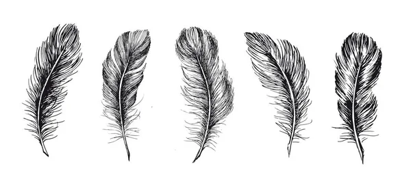 Plumes Dessinées Main Sur Fond Blanc — Image vectorielle