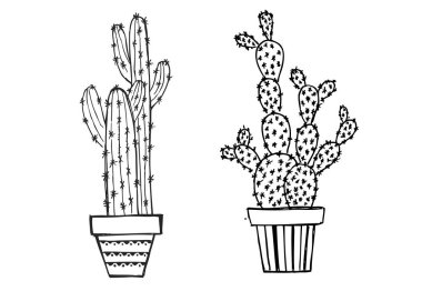 Kaktüs beyaz arkaplanda izole.